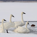Trumpeter Swan