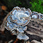 Cloud Mushroom??