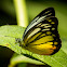 Delias singhapura