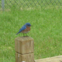 Eastern Bluebird [male]
