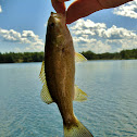 Small Mouth Bass