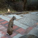 Bobcat