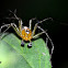 Lynx Spider