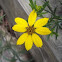 Larger Bur-marigold