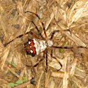 Argiope orb weaver