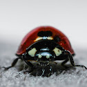 Seven-spotted Lady Beetle