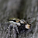 Jump Spider