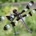 Twelve-spotted Skimmer, male