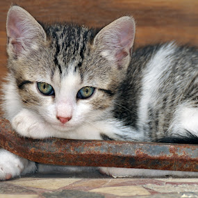 Work break by Gabriel Catalin - Animals - Cats Portraits