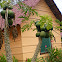 Papaya Tree