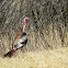 Wild Turkey