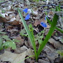 Siberian squill