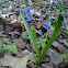Siberian squill