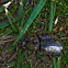 Eastern Hercules Beetle