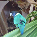 Australian Ringneck