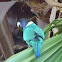 Australian Ringneck