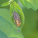 28 spotted Ladybird Larvae
