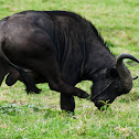 African Buffalo