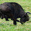 African Buffalo