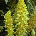 Ivy Broomrape