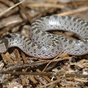 Night Snake