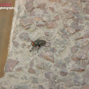 flesh fly