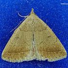 Zanclognatha cruralis