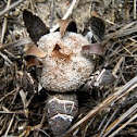 Astraeus hygrometricus, Barometer Earthstar