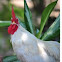 Bantam Chicken