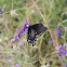 Pipevine Swallowtail