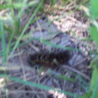 Caterpiller