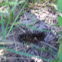 Caterpiller