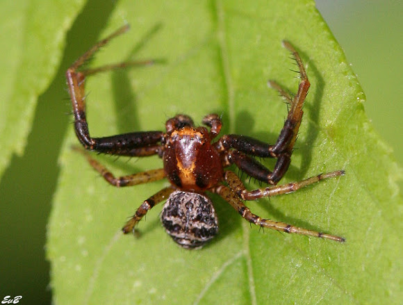Spotting Image 1