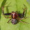 Xysticus ferox, male