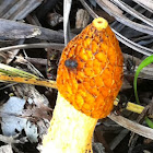 Stinkhorn