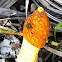 Stinkhorn