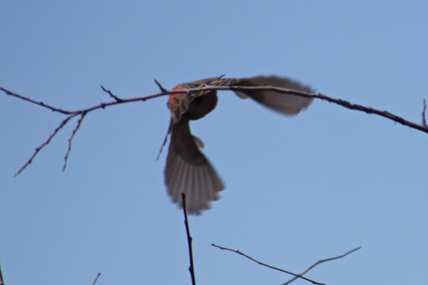 House Finch | Project Noah