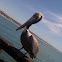 Pelican 