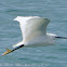 Little Egret