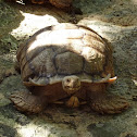 African spurred tortoise