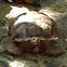 African spurred tortoise