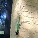 Green anole