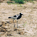 Blacksmith Lapwing