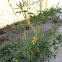 Yellow Sweetclover