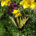 Tiger swallowtail