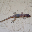 Mediterranean gecko