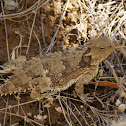 Coast Horned Lizard