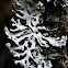 Tube Lichen, Pustułka pęcherzykowata