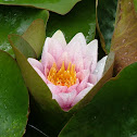 Hardy Water Lily (Ninfea)