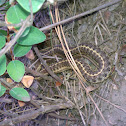 Garter snake
